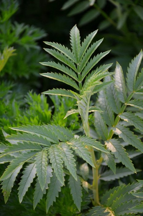 Melianthus dregeanus subsp. Insignis (2)